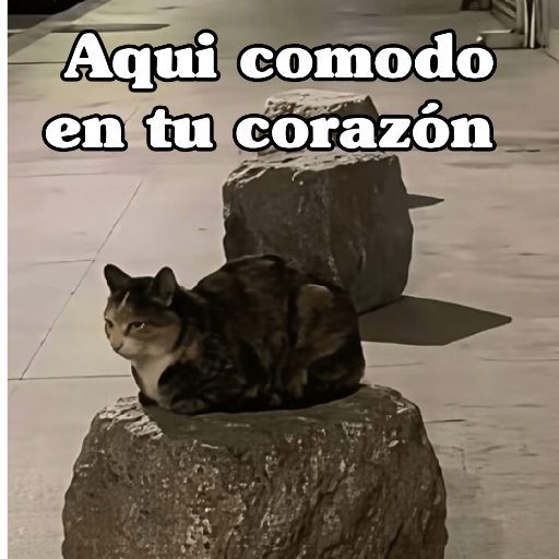 🧿 Dilo con michis 5😺 4