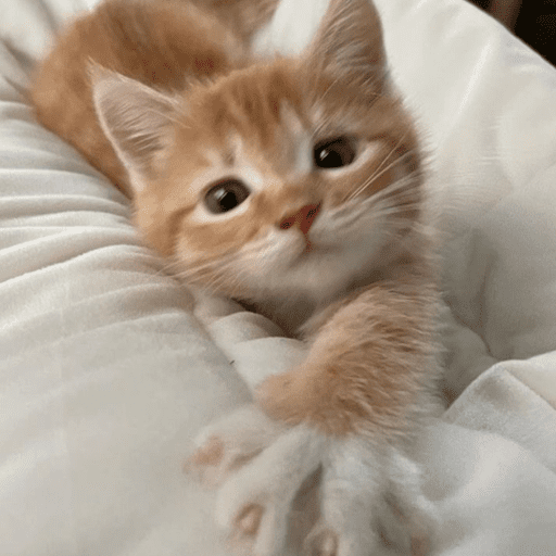 ⌗gatitos  9