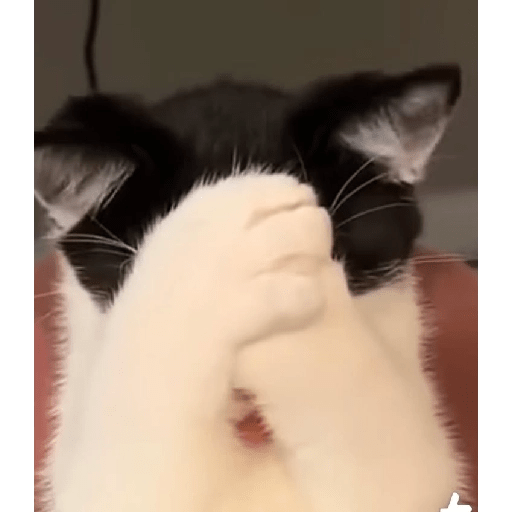Gatitos 🥰🥰 8