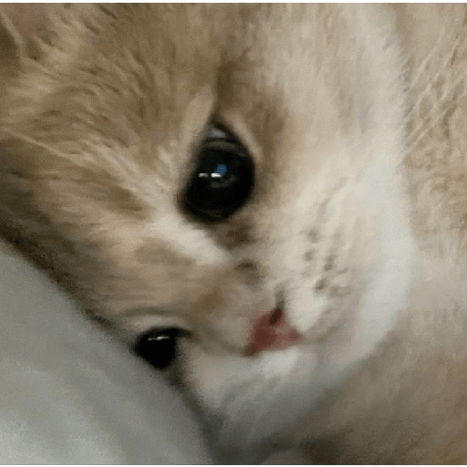 Gatito triste 🥺 4