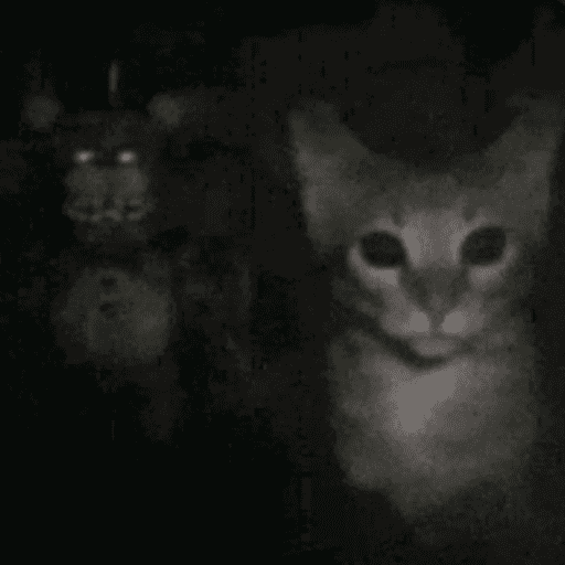 Gato fofos 4