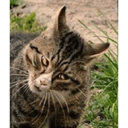 Meme kucing 12