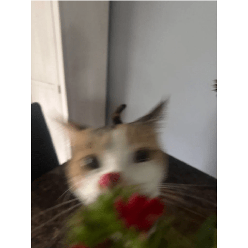 Gatitos 😾 2