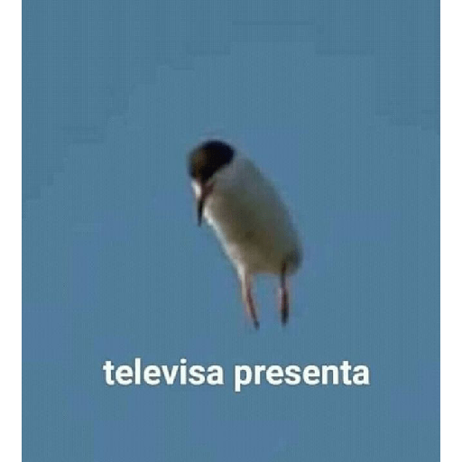 Mentitaaaas 22