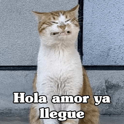 🧿 Dilo con michis 5😺 2
