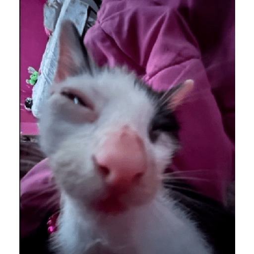 Gatitos 😾 5