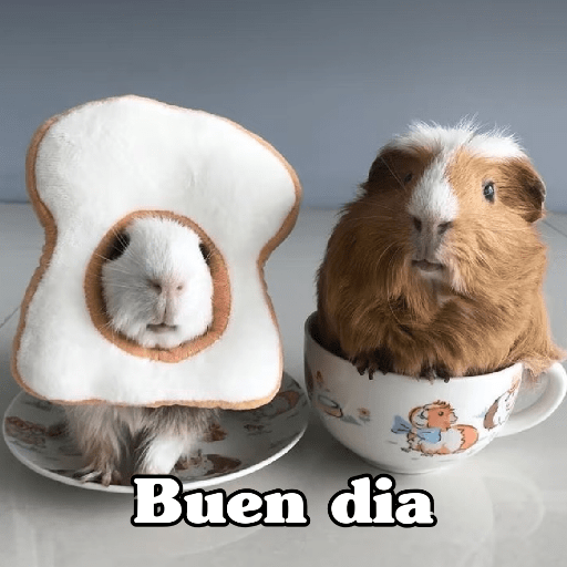 🧿 Hamster ratas roedores🐭🐁🐹🐀 5