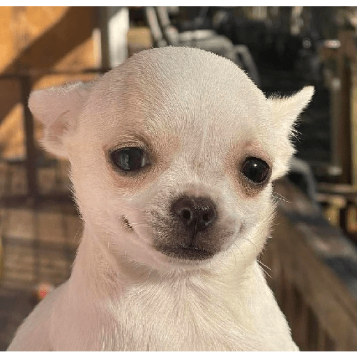 Chihuahuas 🫢 1