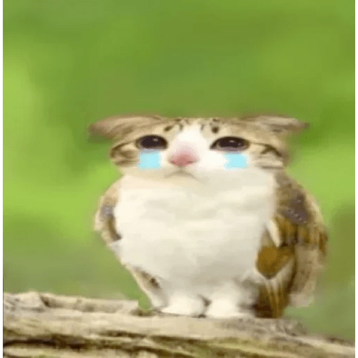 Meme Gato Random 🤣 xdxd 🐈 9