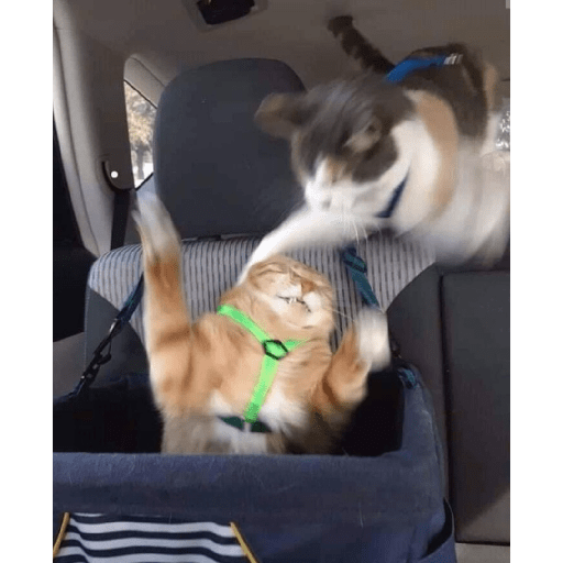 Meme kucing 29