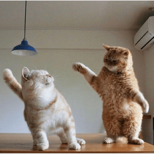 Meme kucing 26