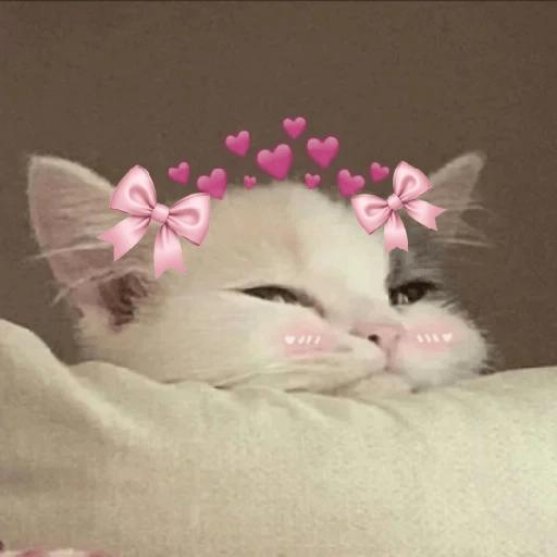 😻 Amor gatuno 💗🥰 13