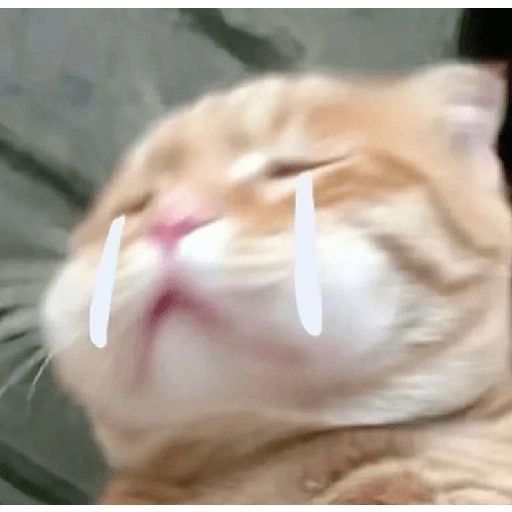 Gatito triste 🥺 7