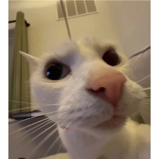 Gatitos 😝 6