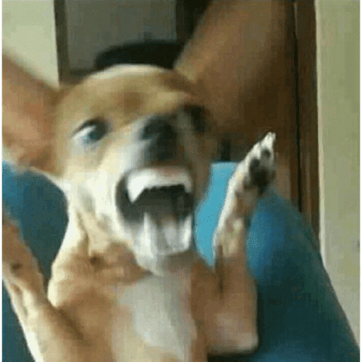Reações doguinhos 15