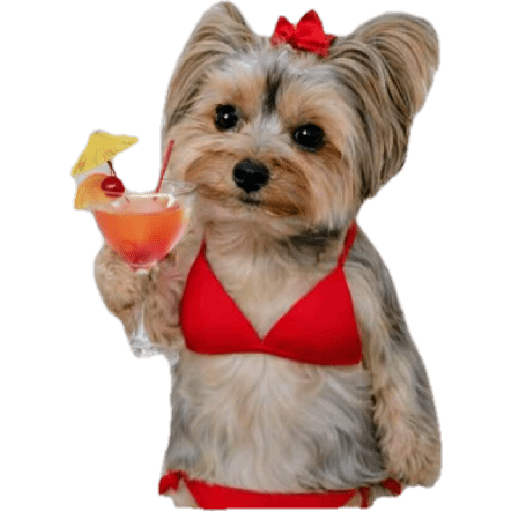 Animais  1