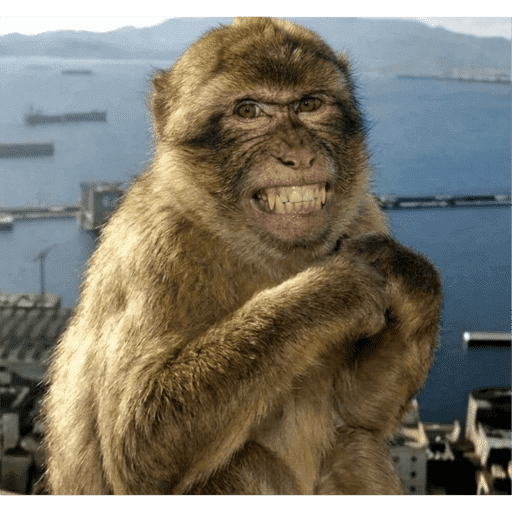 Monkey 2 1