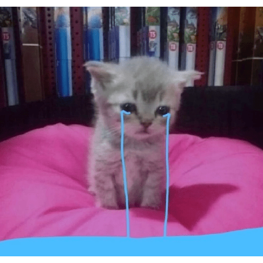 Gatito triste 🥺 5