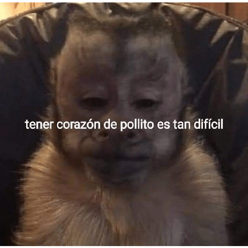 Monos 🤭 4