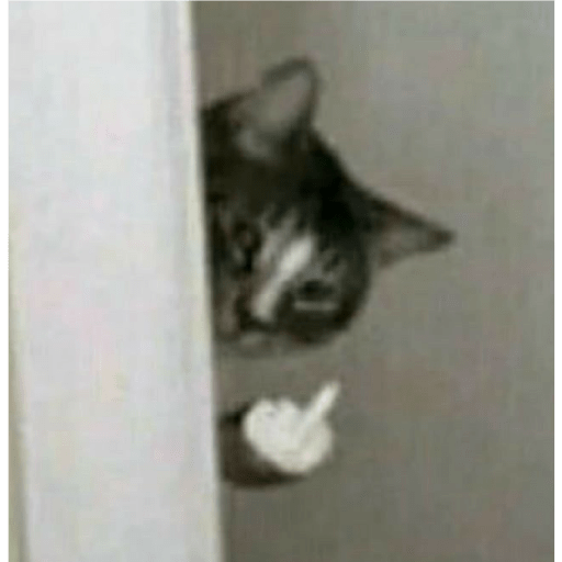 Meme kucing 18