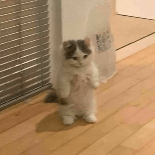 Meme kucing 4