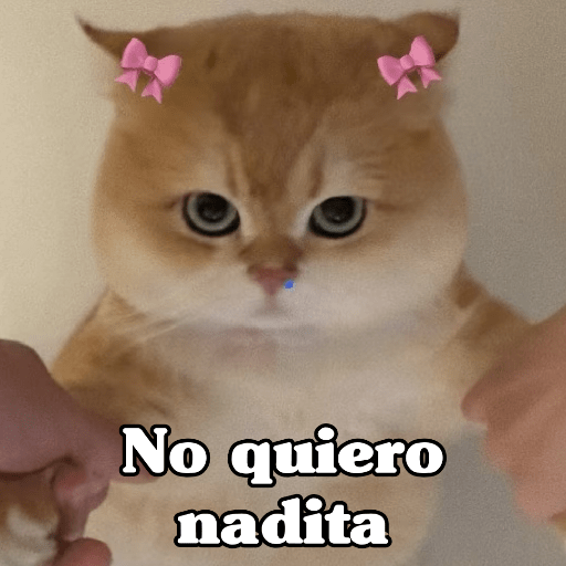 🧿 Dilo con Michis 4🐱 15