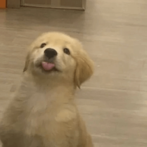 Perritos 🤭 6