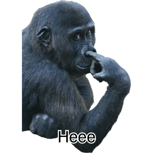 Jeje 13
