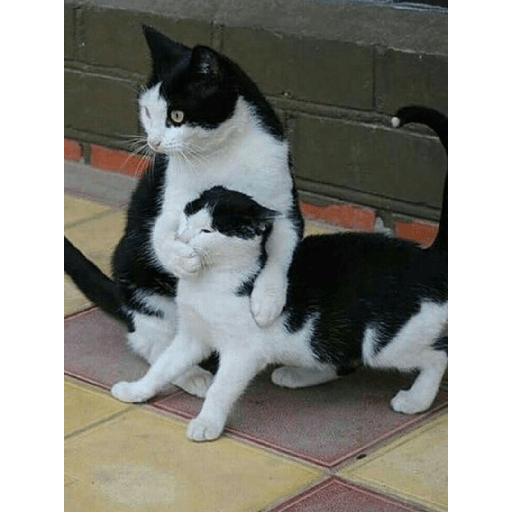 Meme kucing 27