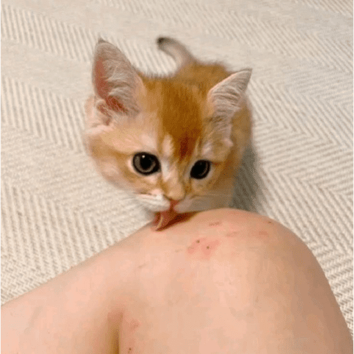 ⌗gatitos  11