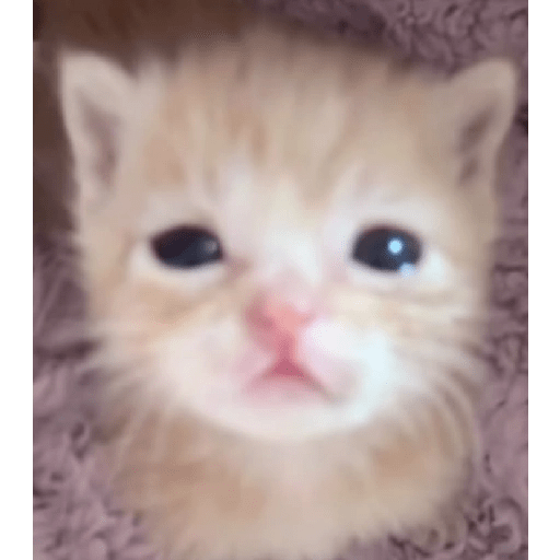 Gatitos 😝 7