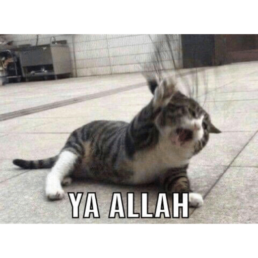 Meme kucing 17