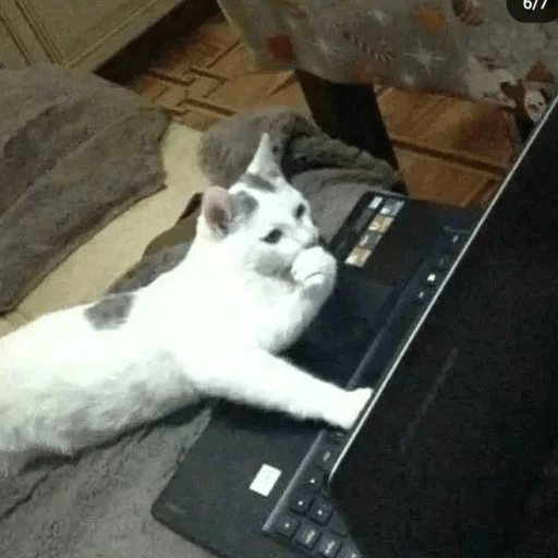 🐈🐈‍⬛ Gatos pal chat 🐈‍⬛🐈 17