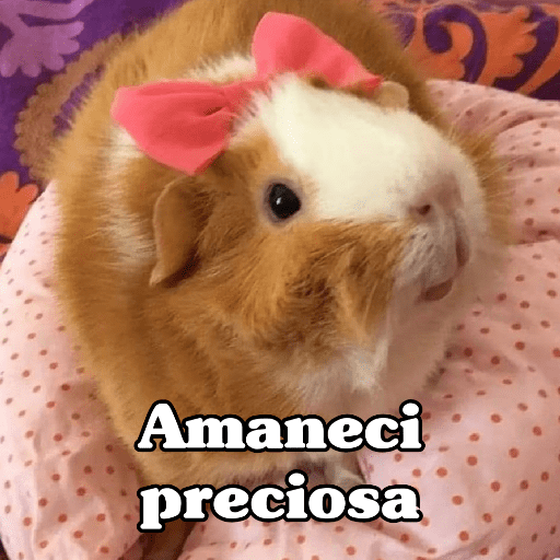 🧿 Hamster ratas roedores🐭🐁🐹🐀 9