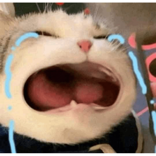 Meme kucing 10