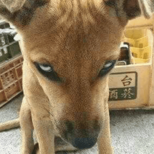 Animais engraçados  3