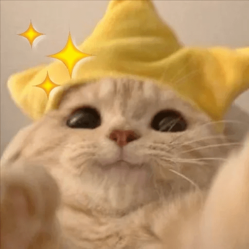 😻 Amor gatuno 💗🥰 1