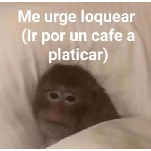 Monos 🤭 9