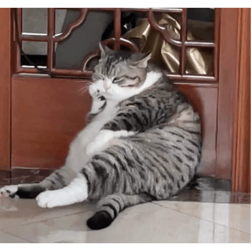 Meme kucing 14