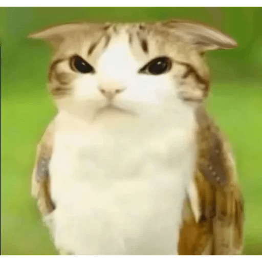 Meme Gato Random 🤣 xdxd 🐈 11