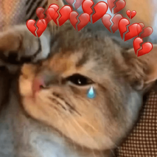 😻 Amor gatuno 💗🥰 5