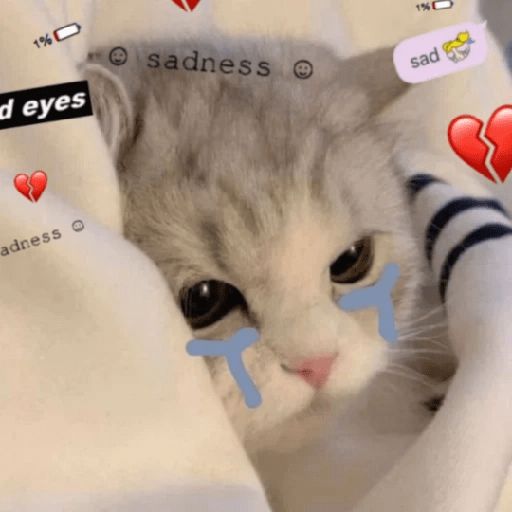 😻 Amor gatuno 💗🥰 9
