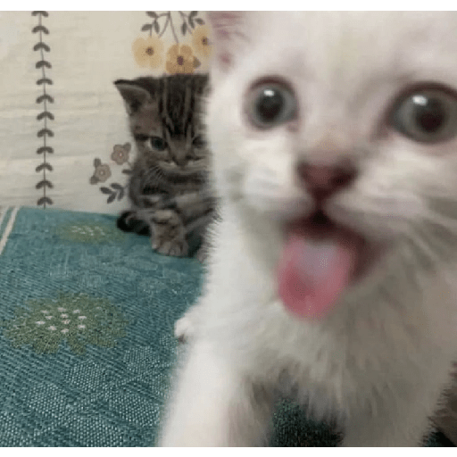 Gatitos 😾 4