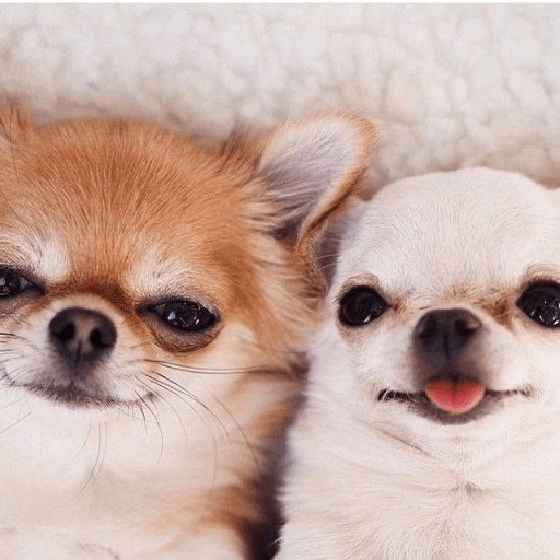 Perritos 🐕 5