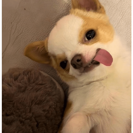 Perritos 🤭 8