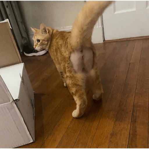 Meme kucing 23