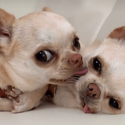 Perritos 🐕 4