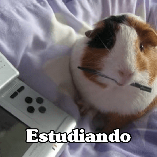 🧿 Hamster ratas roedores🐭🐁🐹🐀 7