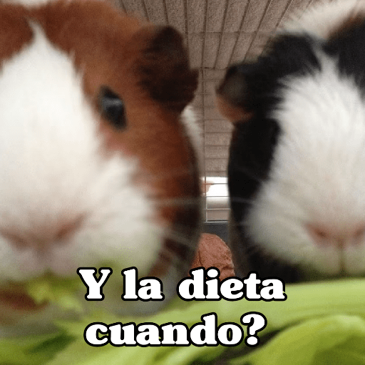 🧿 Hamster ratas roedores🐭🐁🐹🐀 3