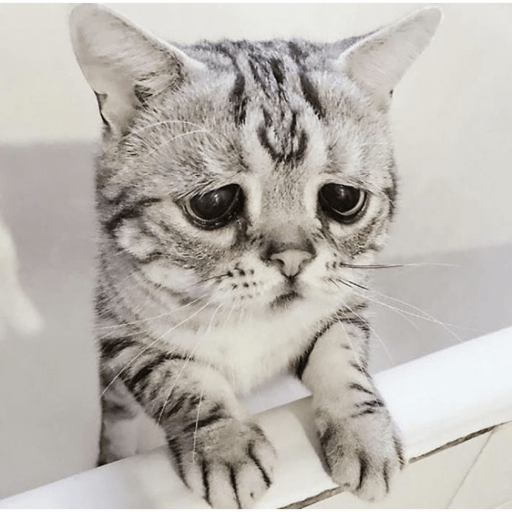 Meme kucing 18